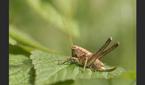 Gewöhnliche Strauchschrecke (Pholidoptera griseoaptera)