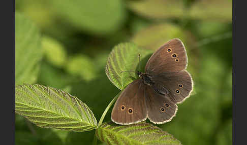 Schornsteinfeger (Aphantopus hyperantus)