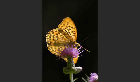 Kaisermantel (Argynnis paphia)