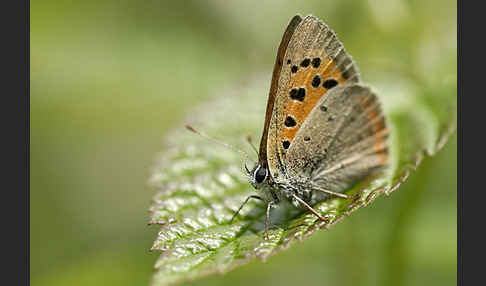 Kleiner Feuerfalter (Lycaena phlaeas)