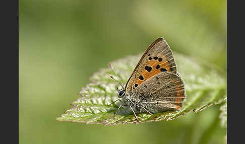 Kleiner Feuerfalter (Lycaena phlaeas)