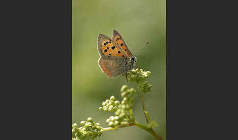 Kleiner Feuerfalter (Lycaena phlaeas)