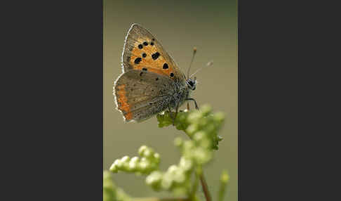 Kleiner Feuerfalter (Lycaena phlaeas)