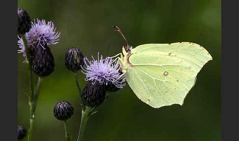 Zitronenfalter (Gonepteryx rhamni)