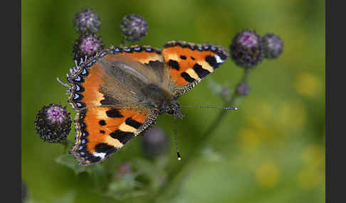 Kleiner Fuchs (Aglais urticae)