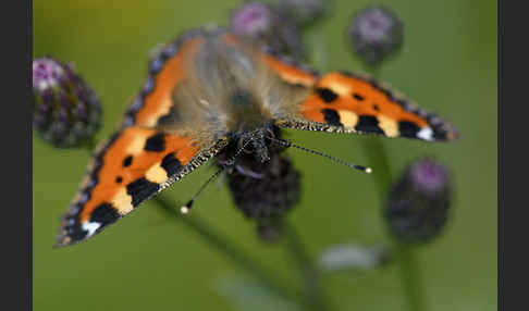 Kleiner Fuchs (Aglais urticae)