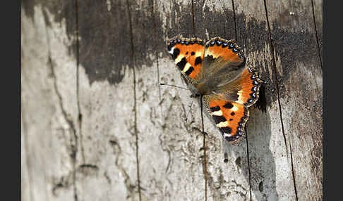 Kleiner Fuchs (Aglais urticae)