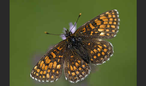 Wachtelweizen-Scheckenfalter (Melitaea athalia)