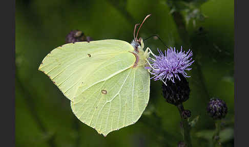 Zitronenfalter (Gonepteryx rhamni)