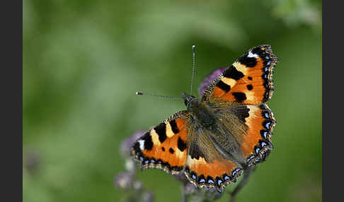 Kleiner Fuchs (Aglais urticae)