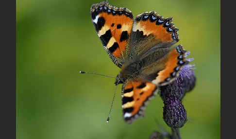 Kleiner Fuchs (Aglais urticae)