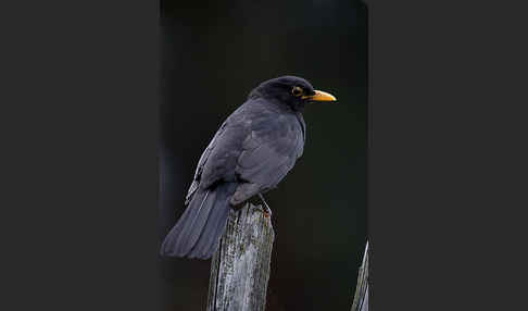 Amsel (Turdus merula)