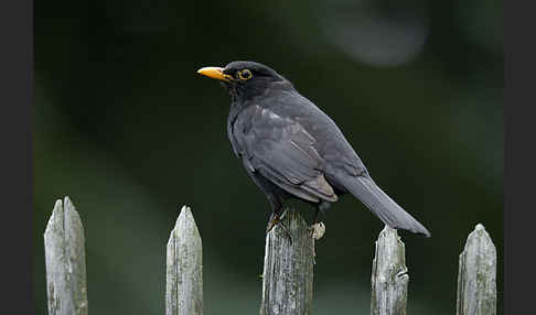 Amsel (Turdus merula)