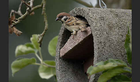 Feldsperling (Passer montanus)