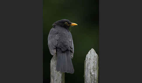 Amsel (Turdus merula)