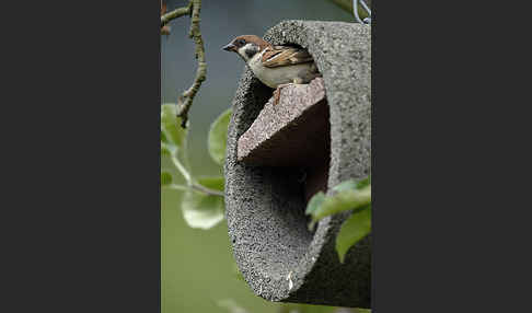 Feldsperling (Passer montanus)