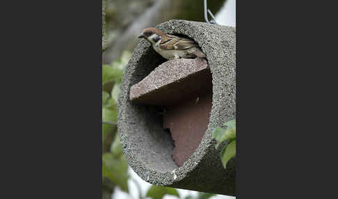 Feldsperling (Passer montanus)