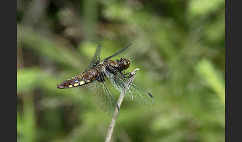 Plattbauch (Libellula depressa)