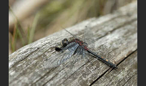 Kleine Moosjungfer (Leucorrhinia dubia)