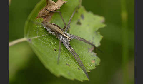 Raubspinne spec. (Pisaura  mirabilis)