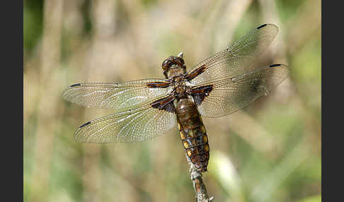 Plattbauch (Libellula depressa)