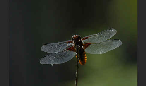 Plattbauch (Libellula depressa)