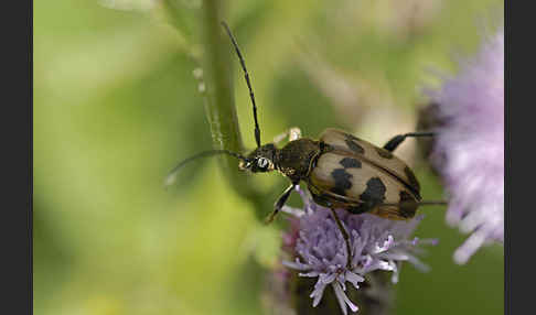 Bockkäfer spec.3 (Pachytodes cerambyciformis)