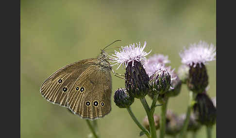 Schornsteinfeger (Aphantopus hyperantus)