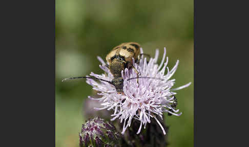 Bockkäfer spec.3 (Pachytodes cerambyciformis)