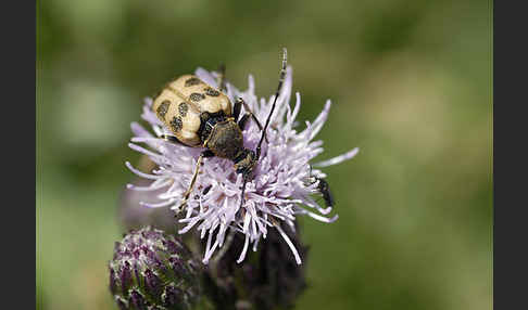 Bockkäfer spec.3 (Pachytodes cerambyciformis)