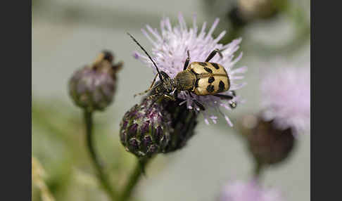 Bockkäfer spec.3 (Pachytodes cerambyciformis)