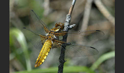 Plattbauch (Libellula depressa)