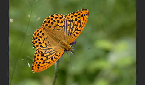 Kaisermantel (Argynnis paphia)