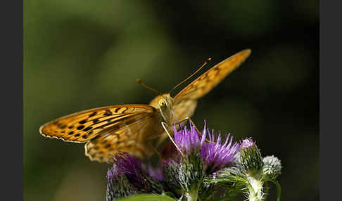 Kaisermantel (Argynnis paphia)