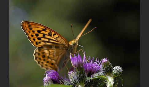 Kaisermantel (Argynnis paphia)