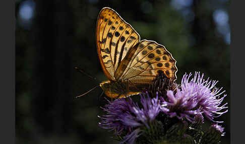 Kaisermantel (Argynnis paphia)