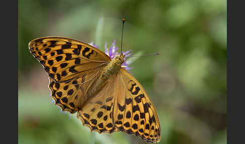 Kaisermantel (Argynnis paphia)