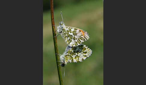 Aurorafalter (Anthocharis cardamines)