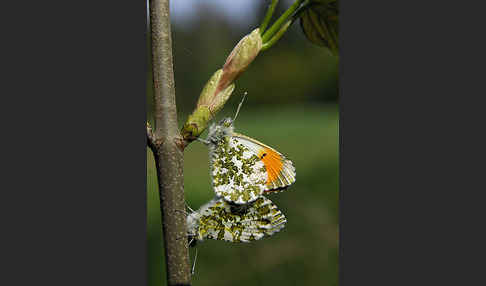 Aurorafalter (Anthocharis cardamines)
