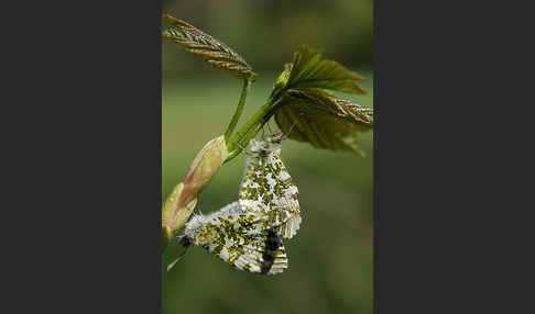 Aurorafalter (Anthocharis cardamines)