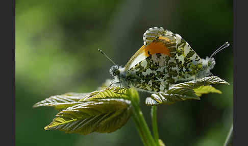 Aurorafalter (Anthocharis cardamines)