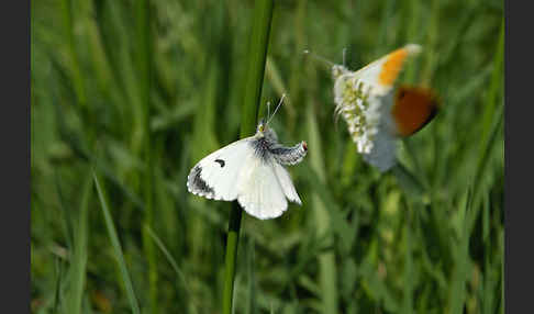 Aurorafalter (Anthocharis cardamines)