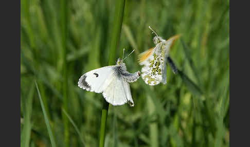 Aurorafalter (Anthocharis cardamines)
