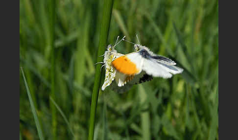 Aurorafalter (Anthocharis cardamines)