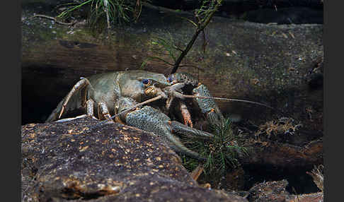 Edelkrebs (Astacus astacus)