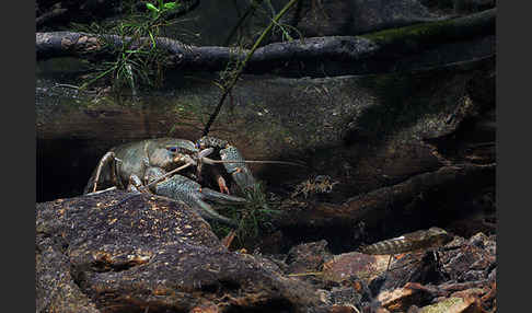 Edelkrebs (Astacus astacus)
