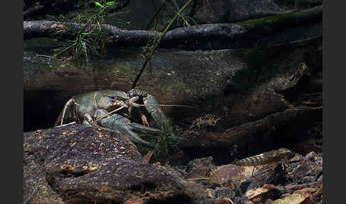 Edelkrebs (Astacus astacus)