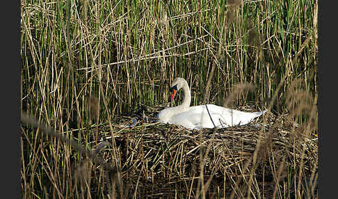 Höckerschwan (Cygnus olor)