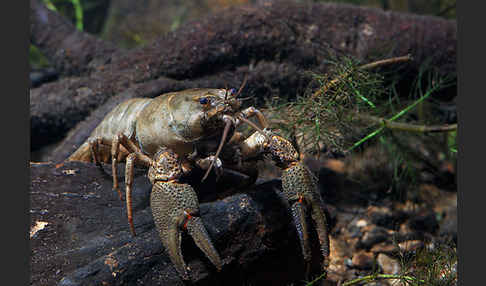 Edelkrebs (Astacus astacus)