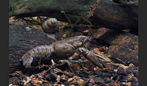 Edelkrebs (Astacus astacus)